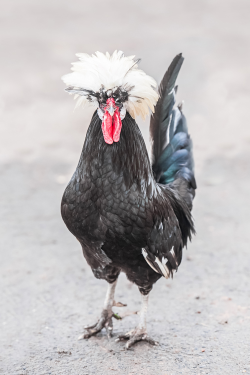 venta de gallinas